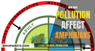 Amphibians' Plight: Pollution's Impact on Their Survival