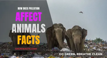 Pollution's Impact on Animals: Devastating Facts Revealed