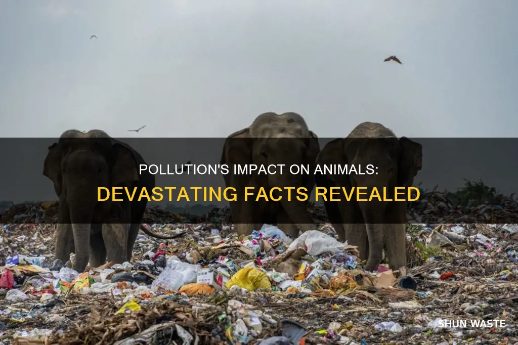 how does pollution affect animals facts