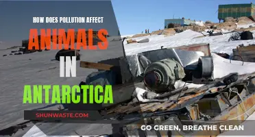 Pollution's Impact on Antarctica's Wildlife