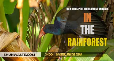 Rainforest Pollution: Harming the Wildlife's Health and Habitat