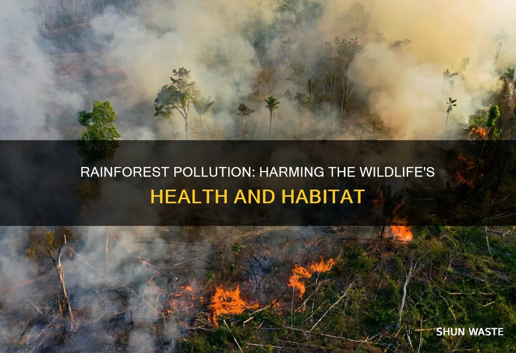 how does pollution affect animals in the rainforest