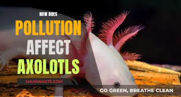 Pollution's Impact on Axolotls: Understanding the Threat