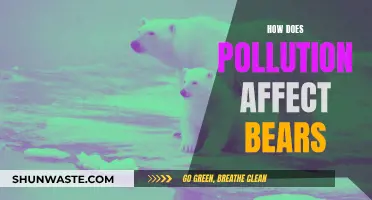 Pollution's Impact: Bears and Their Plight