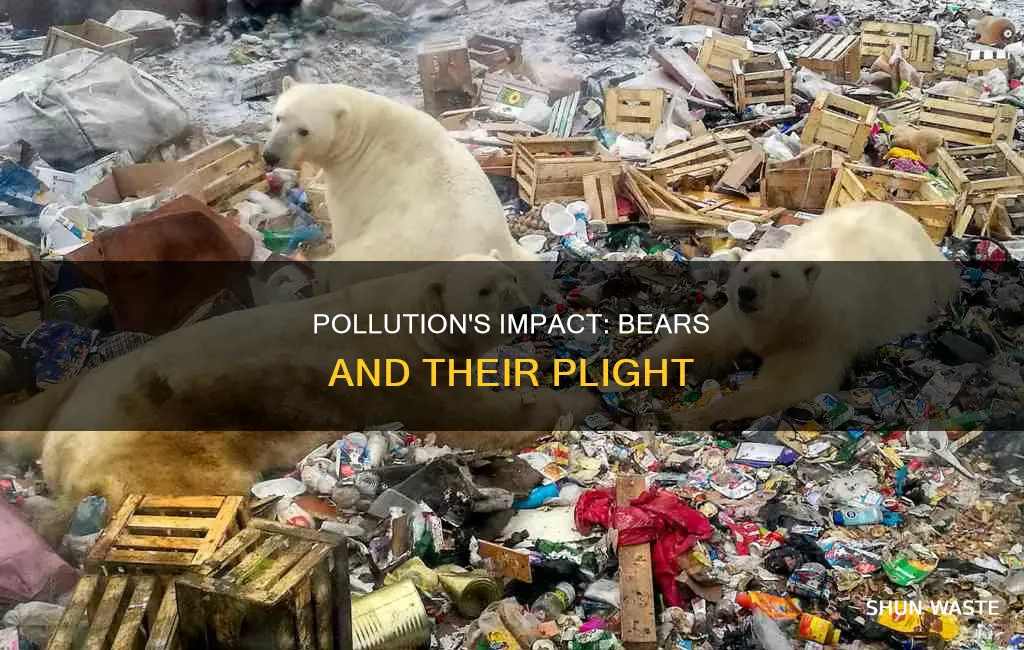 how does pollution affect bears