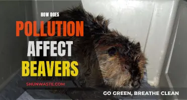 Beavers' Damaging Pollution: Impact and Solutions