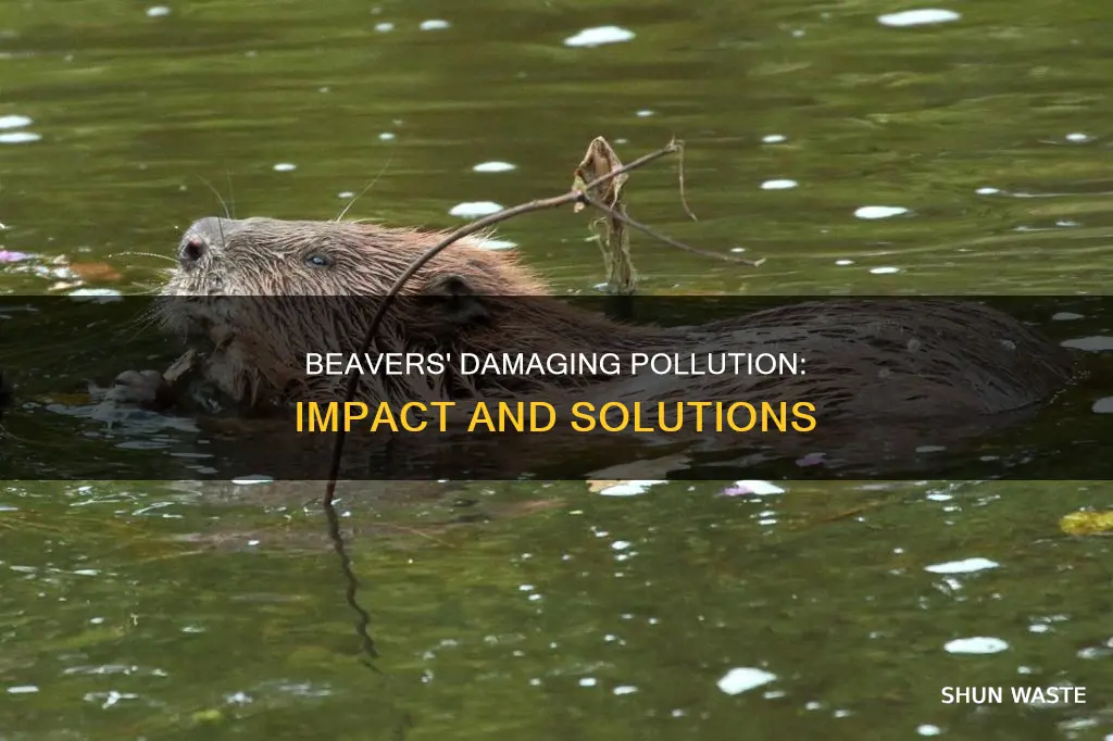 how does pollution affect beavers