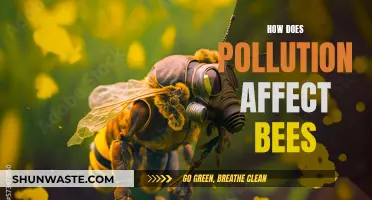 Pollution's Impact: Bees Under Threat