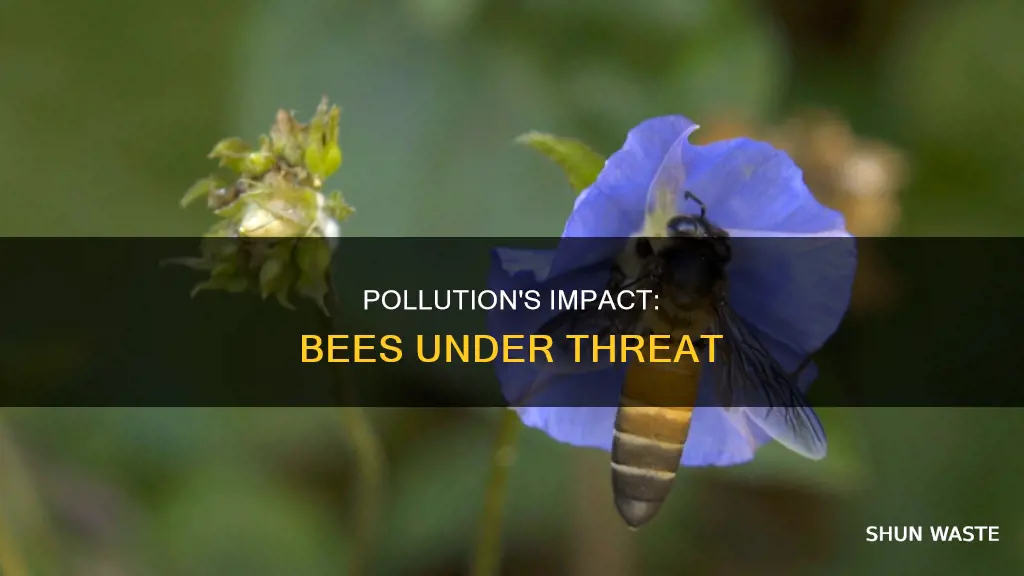 how does pollution affect bees