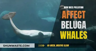 Beluga Whales: Surviving in a Polluted Ocean