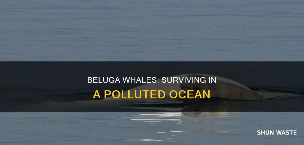 how does pollution affect beluga whales