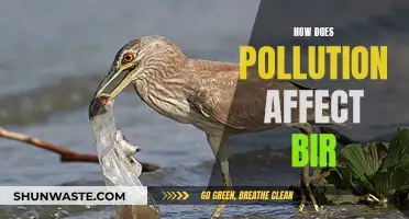 Pollution's Impact: Birds' Health and Habitat