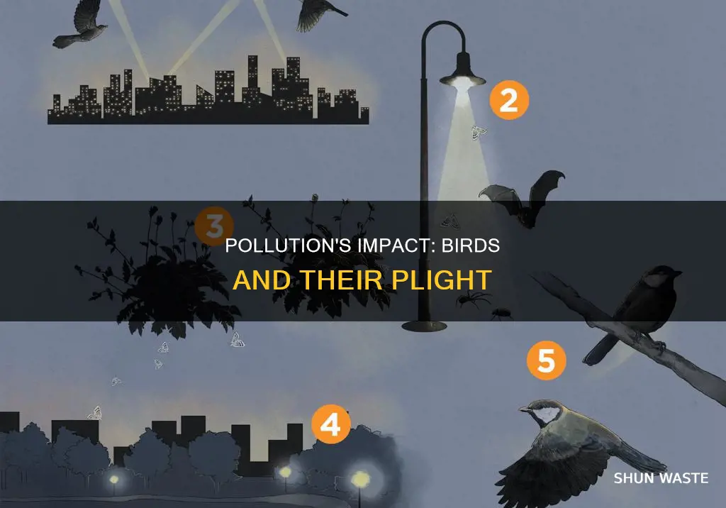 how does pollution affect birds