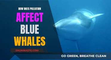 Blue Whale Blues: Understanding Pollution's Impact