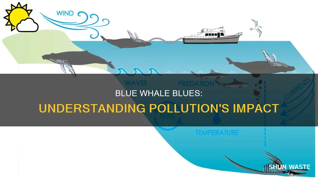 how does pollution affect blue whales