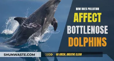 Bottlenose Dolphin Plight: Navigating Polluted Waters