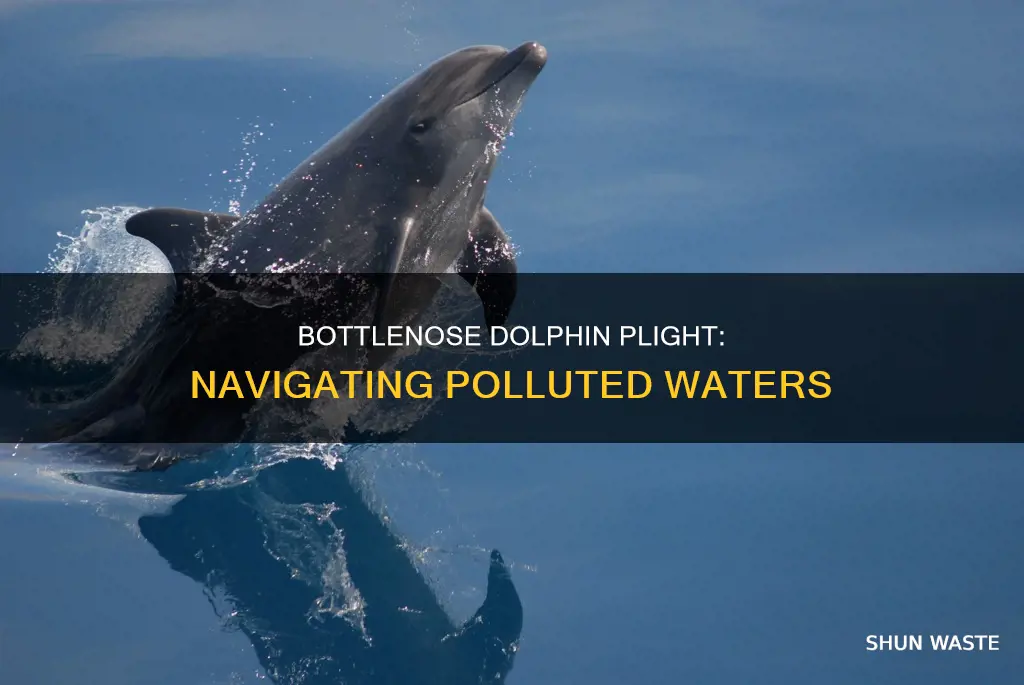 how does pollution affect bottlenose dolphins