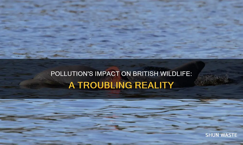 how does pollution affect british wildlife