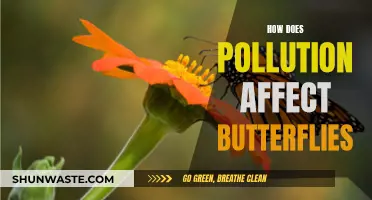 Pollution's Impact: Butterflies' Plight and Survival