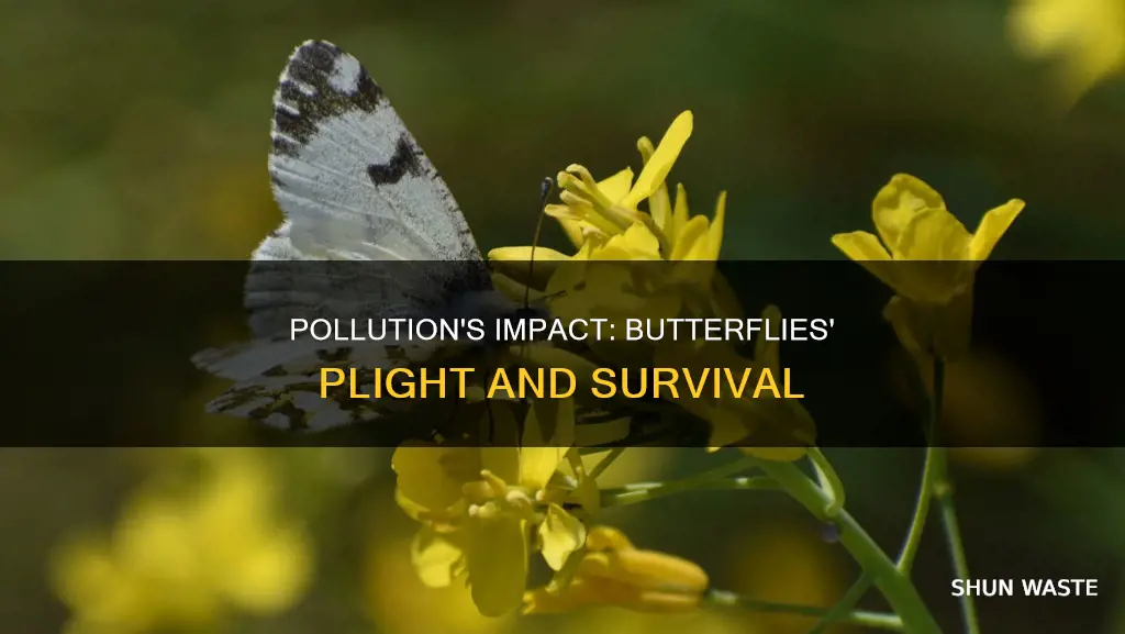 how does pollution affect butterflies