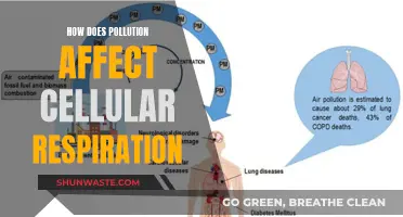 Pollution's Impact on Cellular Respiration: A Health Concern