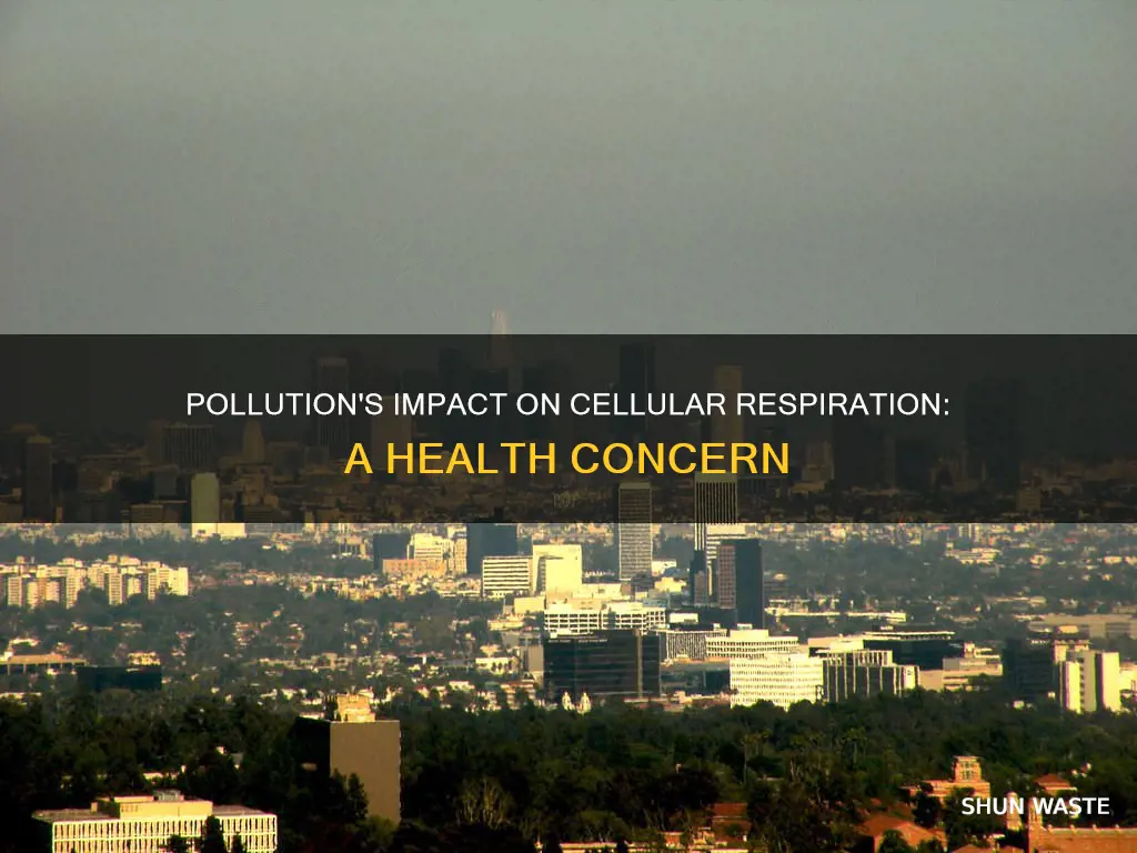 how does pollution affect cellular respiration