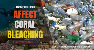 Pollution's Impact: Coral Bleaching Explained