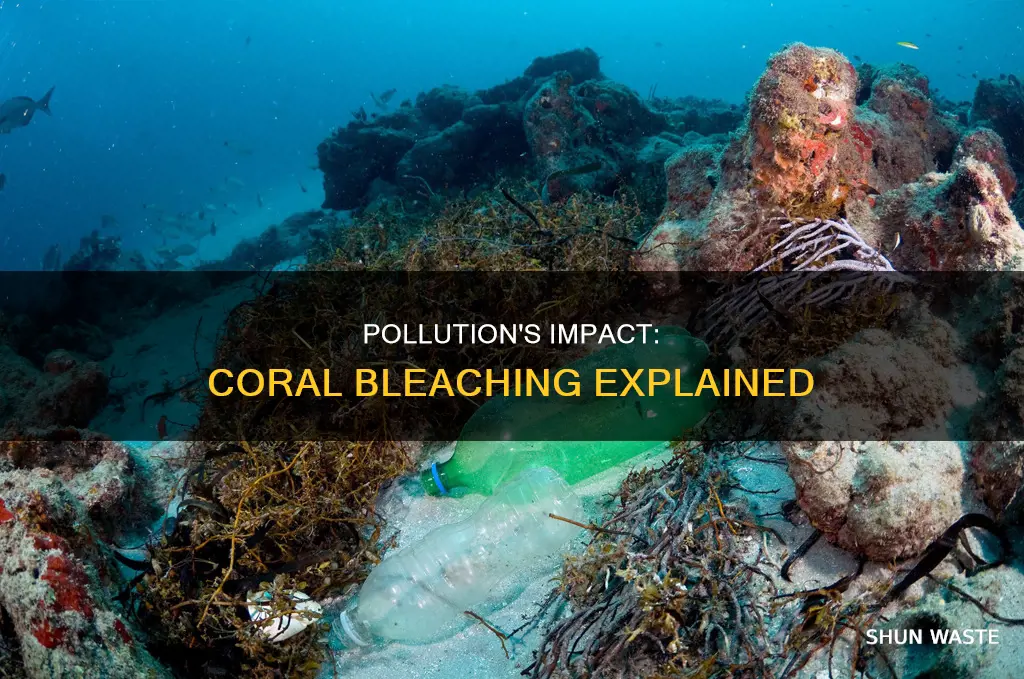 how does pollution affect coral bleaching