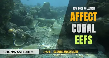 Pollution's Impact on Coral Reefs: A Dire Warning