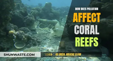 Pollution's Impact: Coral Reefs in Danger