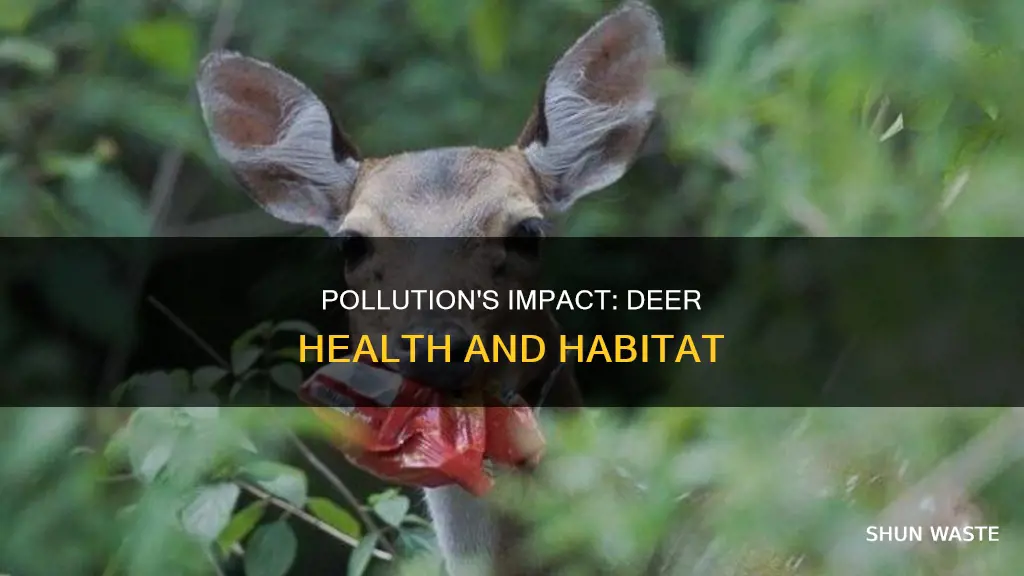 how does pollution affect deer