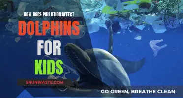 Dolphin Danger: Understanding Pollution's Impact for Kids