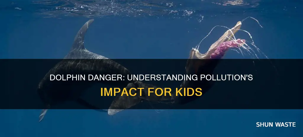 how does pollution affect dolphins for kids