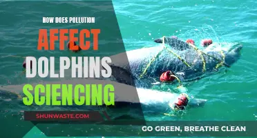 Dolphin Health Crisis: Understanding the Impact of Pollution