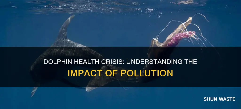 how does pollution affect dolphins sciencing