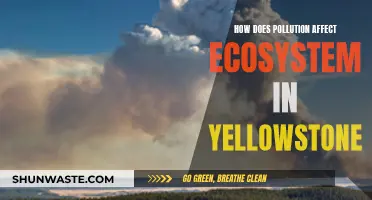 Pollution's Impact on Yellowstone's Ecosystem