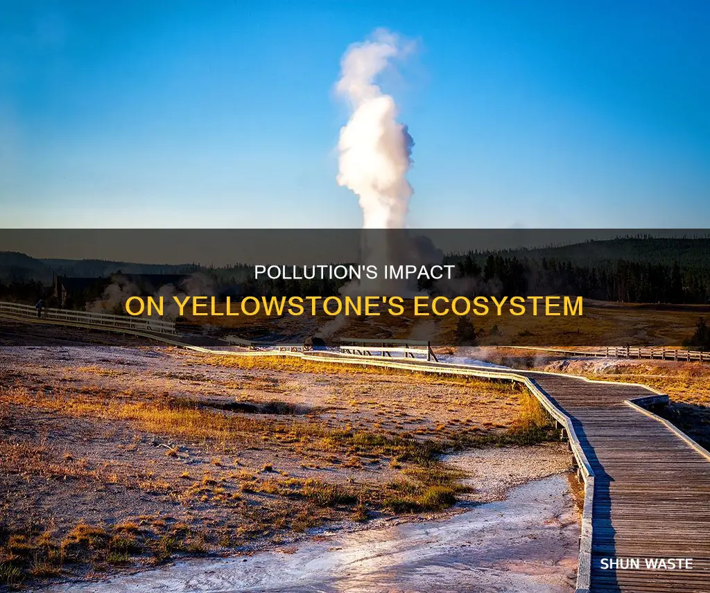 how does pollution affect ecosystem in yellowstone