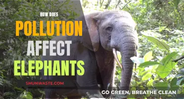 Pollution's Impact: The Elephant in the Room