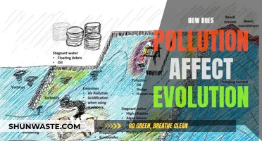 Pollution's Impact: Evolution's Response