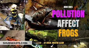 Frogs in Peril: Understanding Pollution's Impact