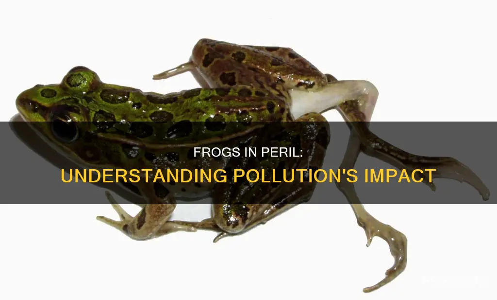 how does pollution affect frogs