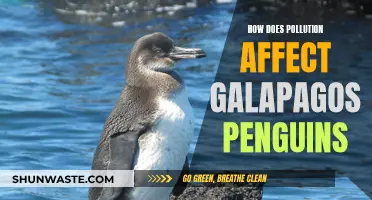 Galápagos Penguins: Surviving Pollution's Deadly Dance