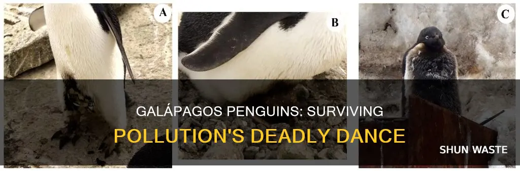 how does pollution affect galapagos penguins