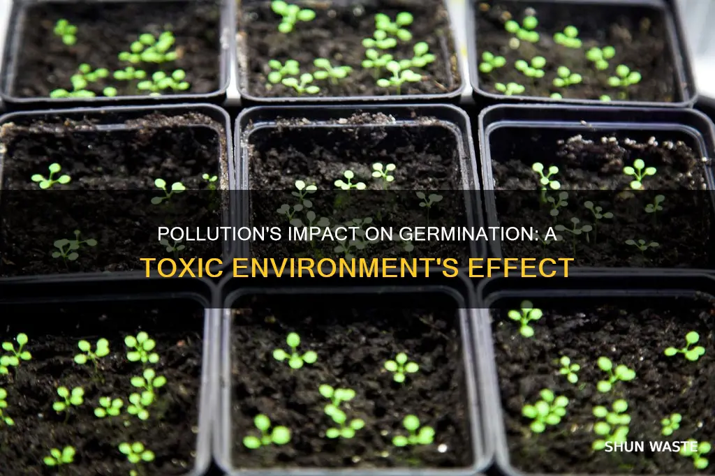 how does pollution affect germination