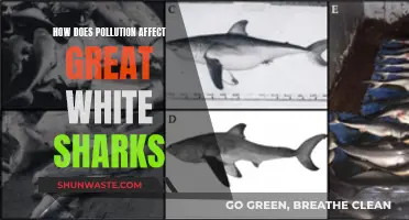 Sharks in Danger: Pollution's Impact on Great Whites