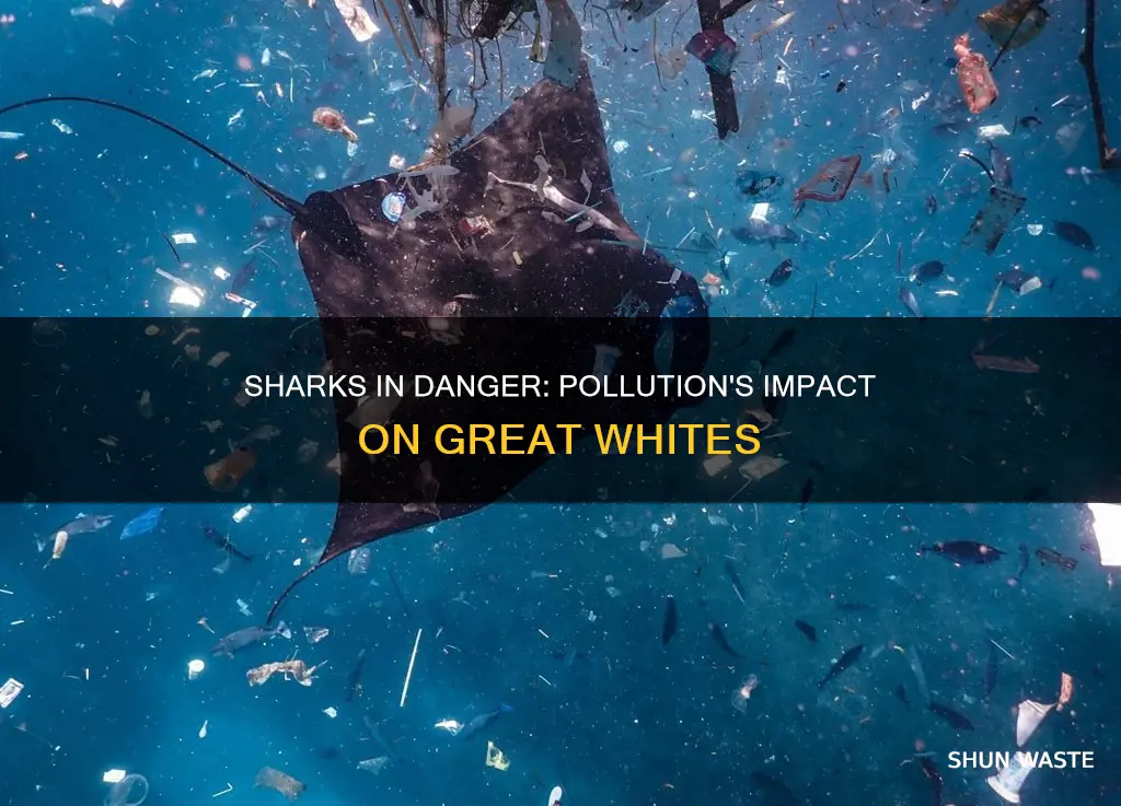 how does pollution affect great white sharks