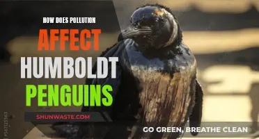 Humboldt Penguins: Surviving Pollution's Impact