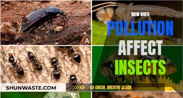 Pollution's Impact: Insects' Plight and Fight