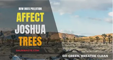 Joshua Trees: Surviving Pollution's Slow Stranglehold