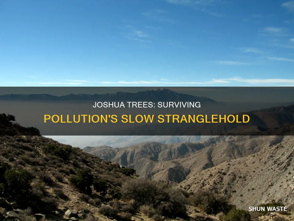 how does pollution affect joshua trees